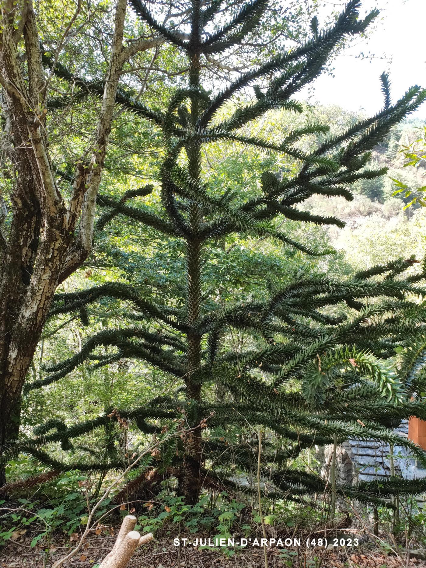 Candelabra Tree plant